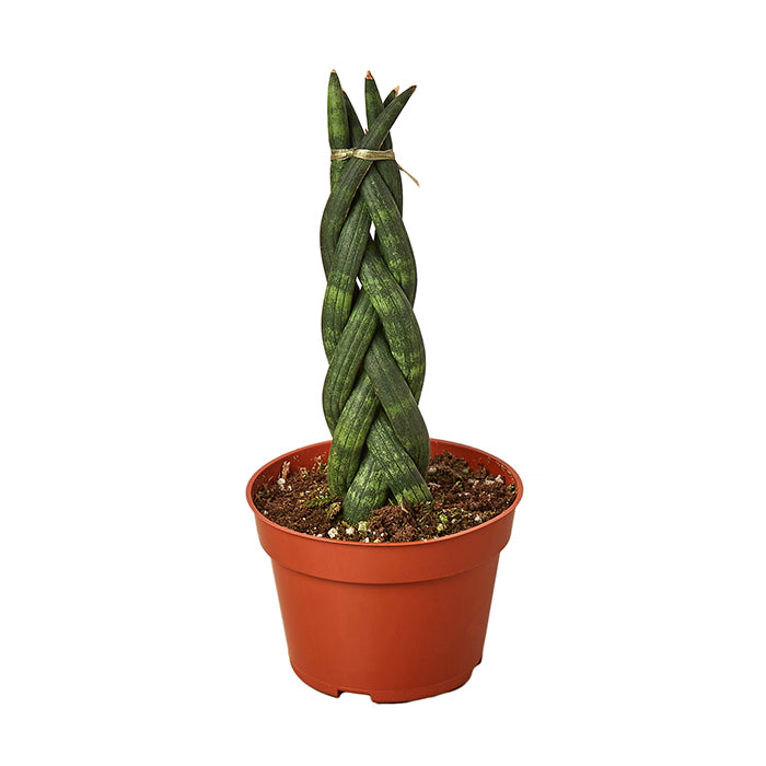 Snake Plant 'Braided'