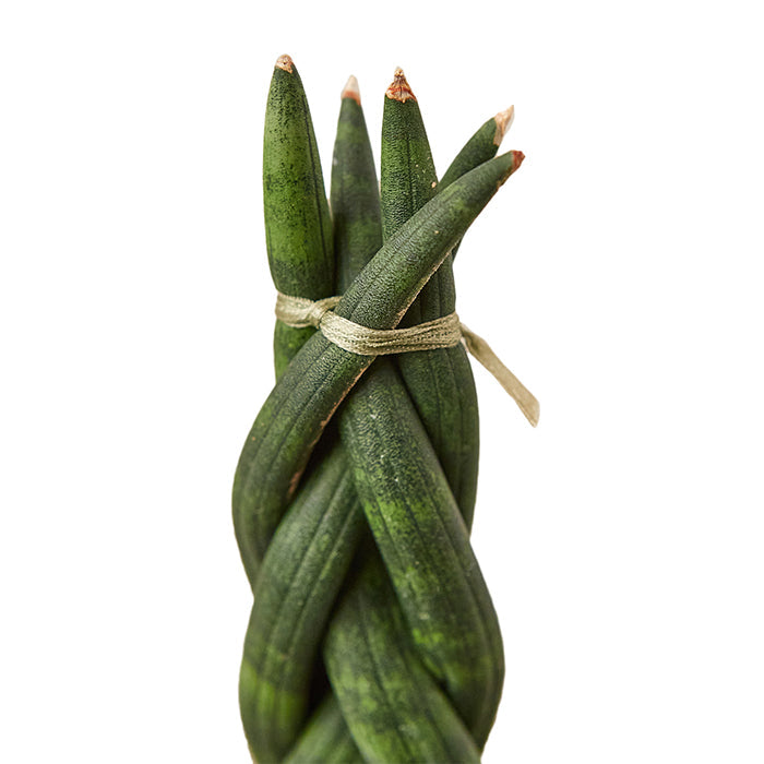 Snake Plant 'Braided'