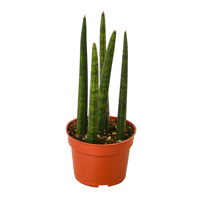 Snake Plant 'Cylindrica'