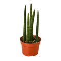 Snake Plant 'Cylindrica'