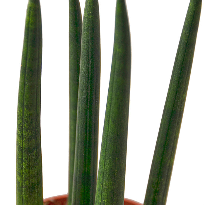 Snake Plant 'Cylindrica'