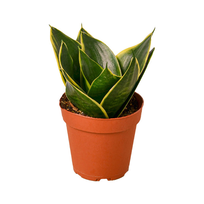 Snake Plant 'Emerald Star'