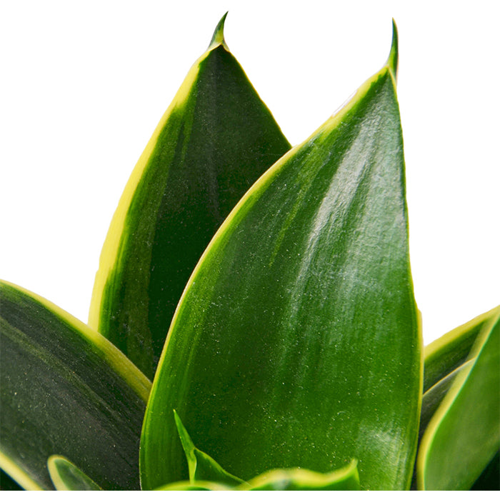 Snake Plant 'Emerald Star'