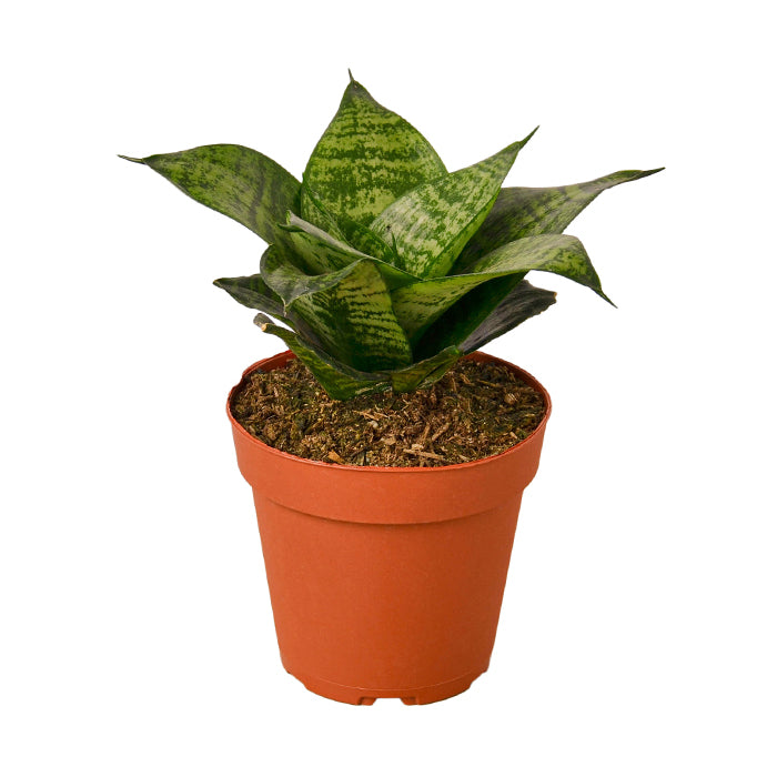 Snake Plant 'Forest Star'