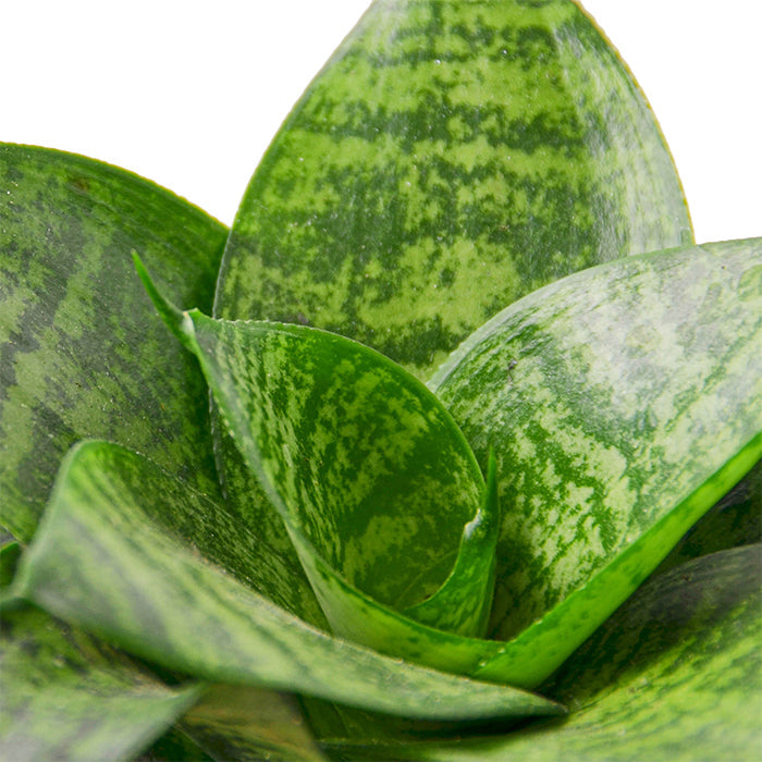 Snake Plant 'Forest Star'