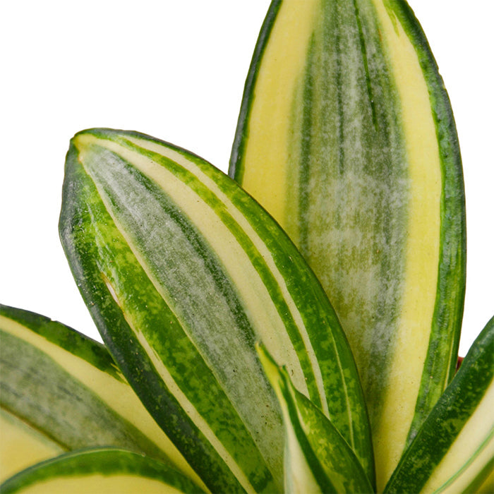 Snake Plant 'Gold Star'