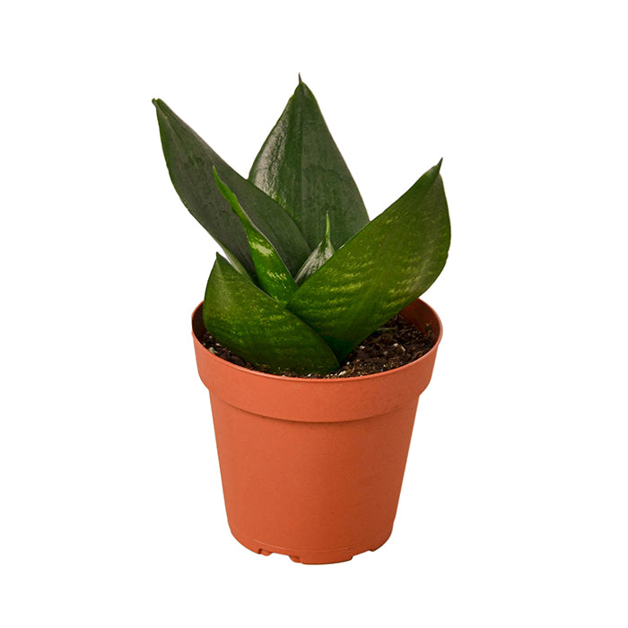 Snake Plant 'Jade Star'