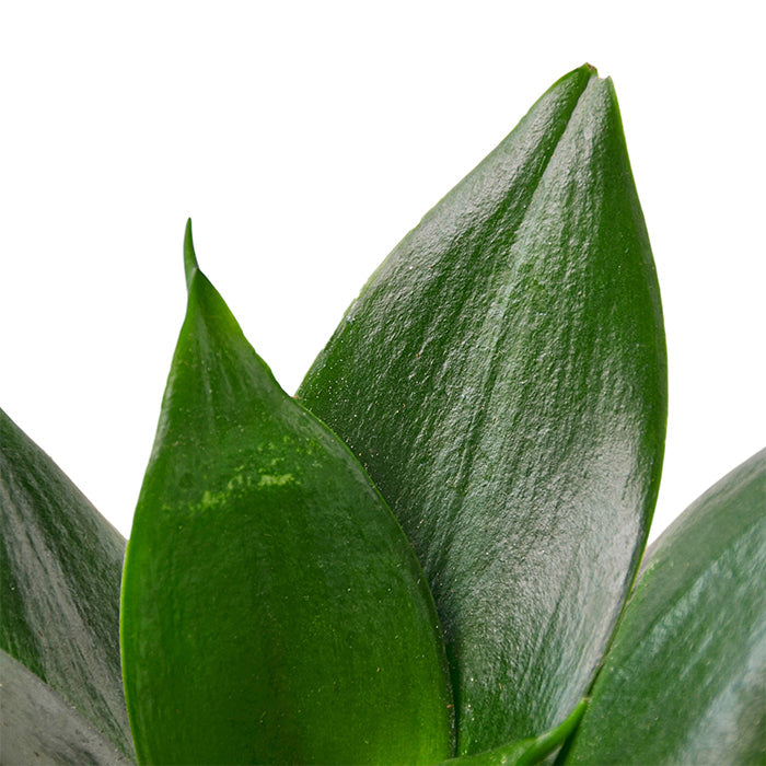 Snake Plant 'Jade Star'