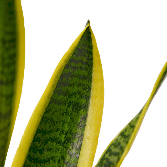 Snake Plant 'Laurentii'