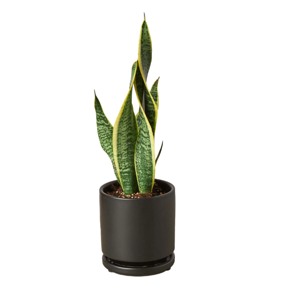 Snake Plant 'Laurentii' & Pot