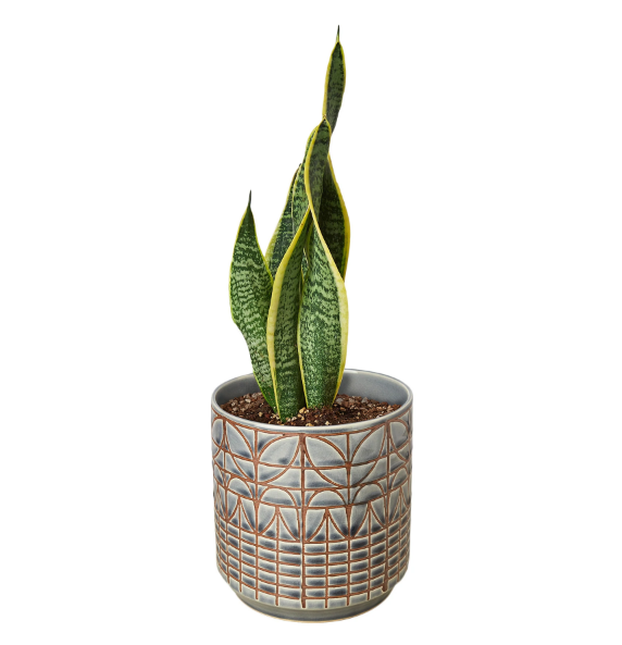 Snake Plant 'Laurentii' & Pot
