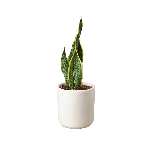 Snake Plant 'Laurentii' & Pot