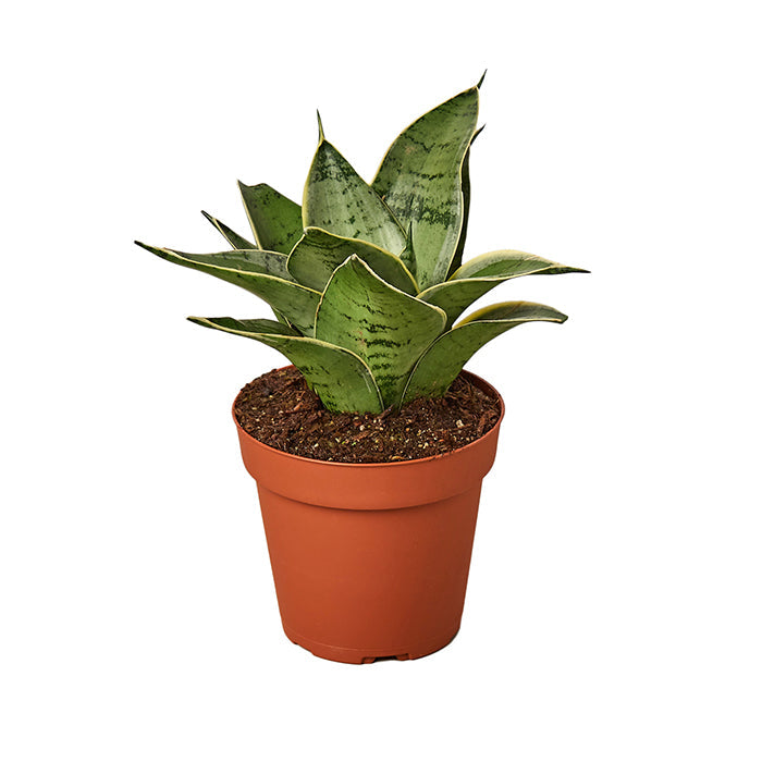 Snake Plant 'Misty Star'