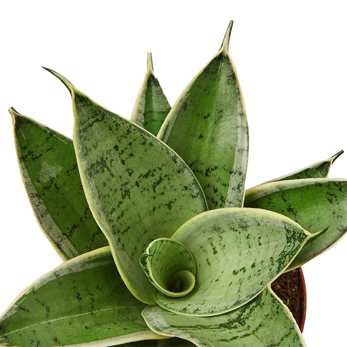 Snake Plant 'Misty Star'