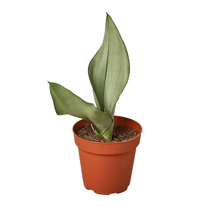 Snake Plant 'Moonshine'