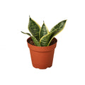 Snake Plant 'Ocean Star'