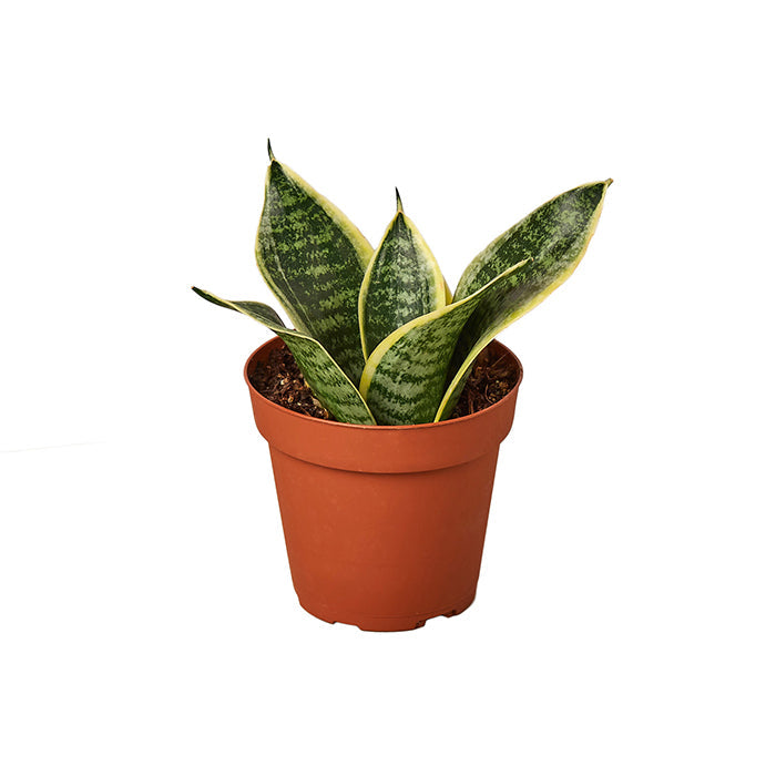 Snake Plant 'Ocean Star'