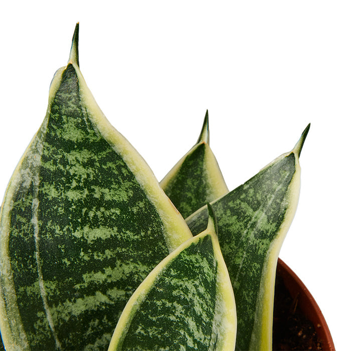 Snake Plant 'Ocean Star'