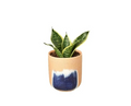 Snake Plant 'Ocean Star' & Pot