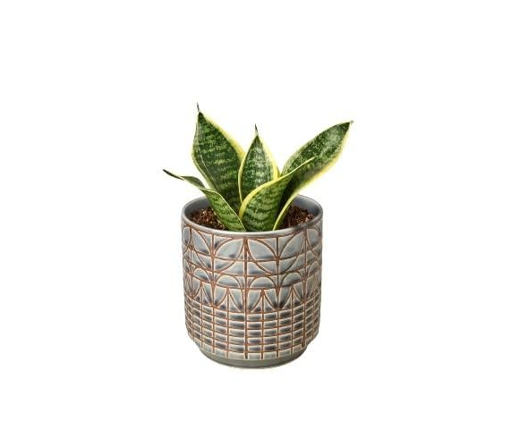 Snake Plant 'Ocean Star' & Pot
