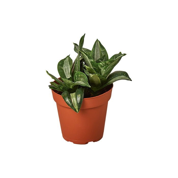 Snake Plant 'Silver Streak'