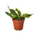 Snake Plant 'Twist'