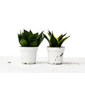 Snake Plant Variety Bundle