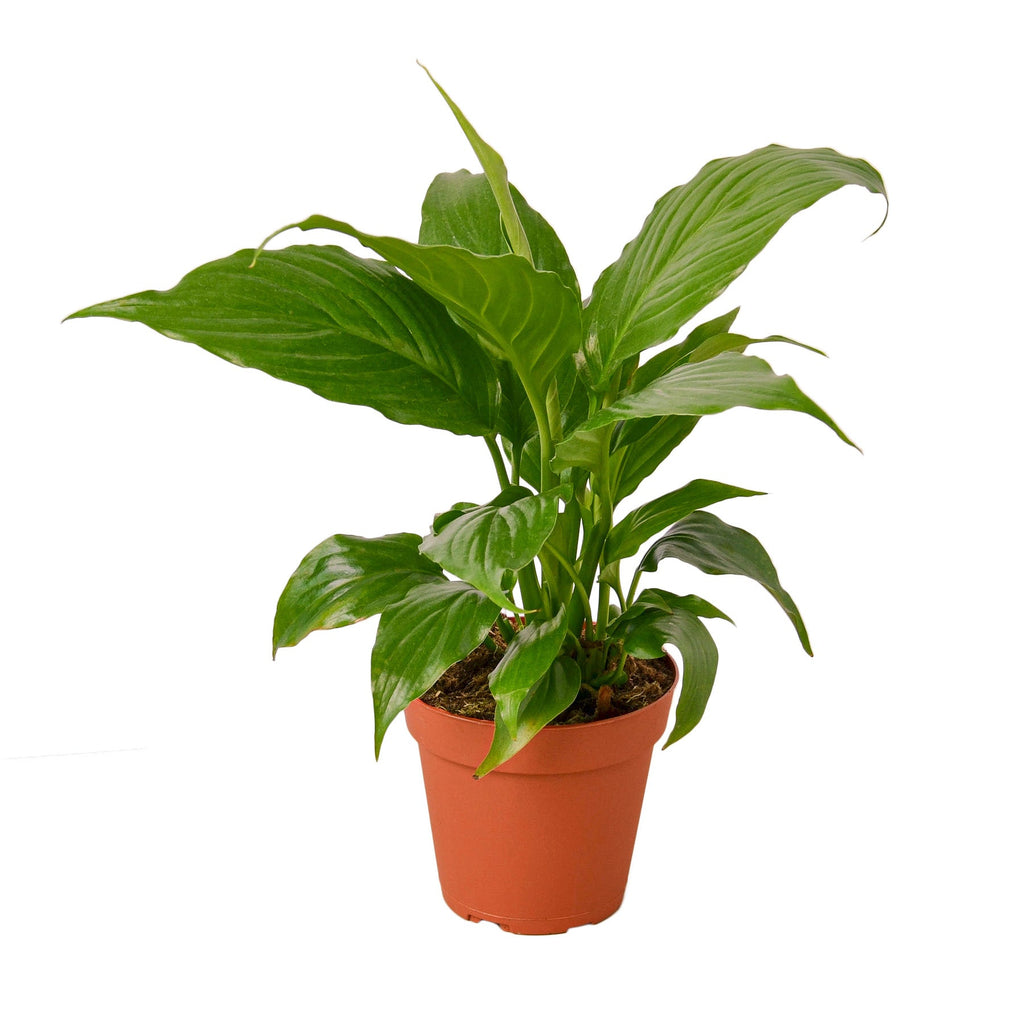 Spathiphyllum 'Green'
