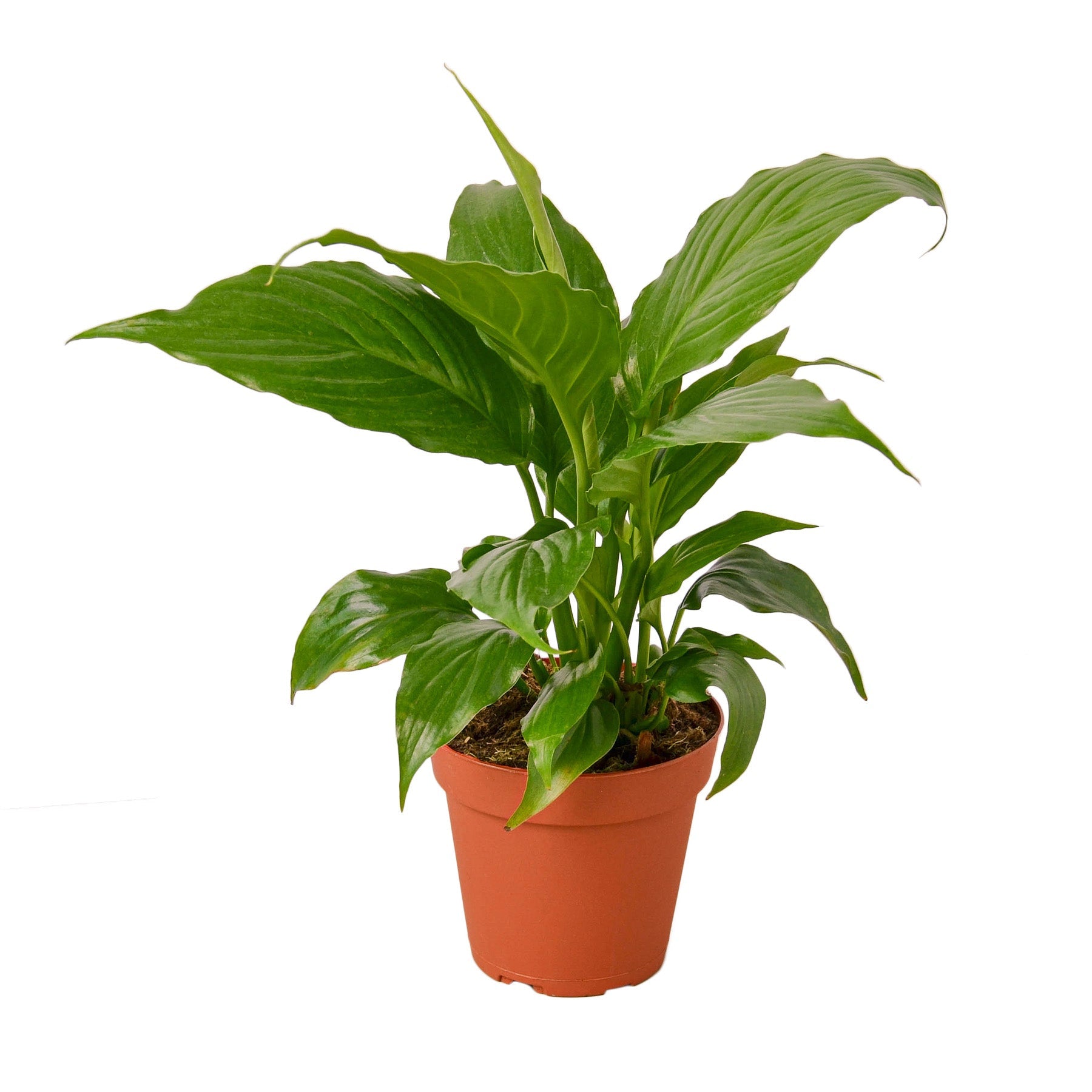 Spathiphyllum 'Green'