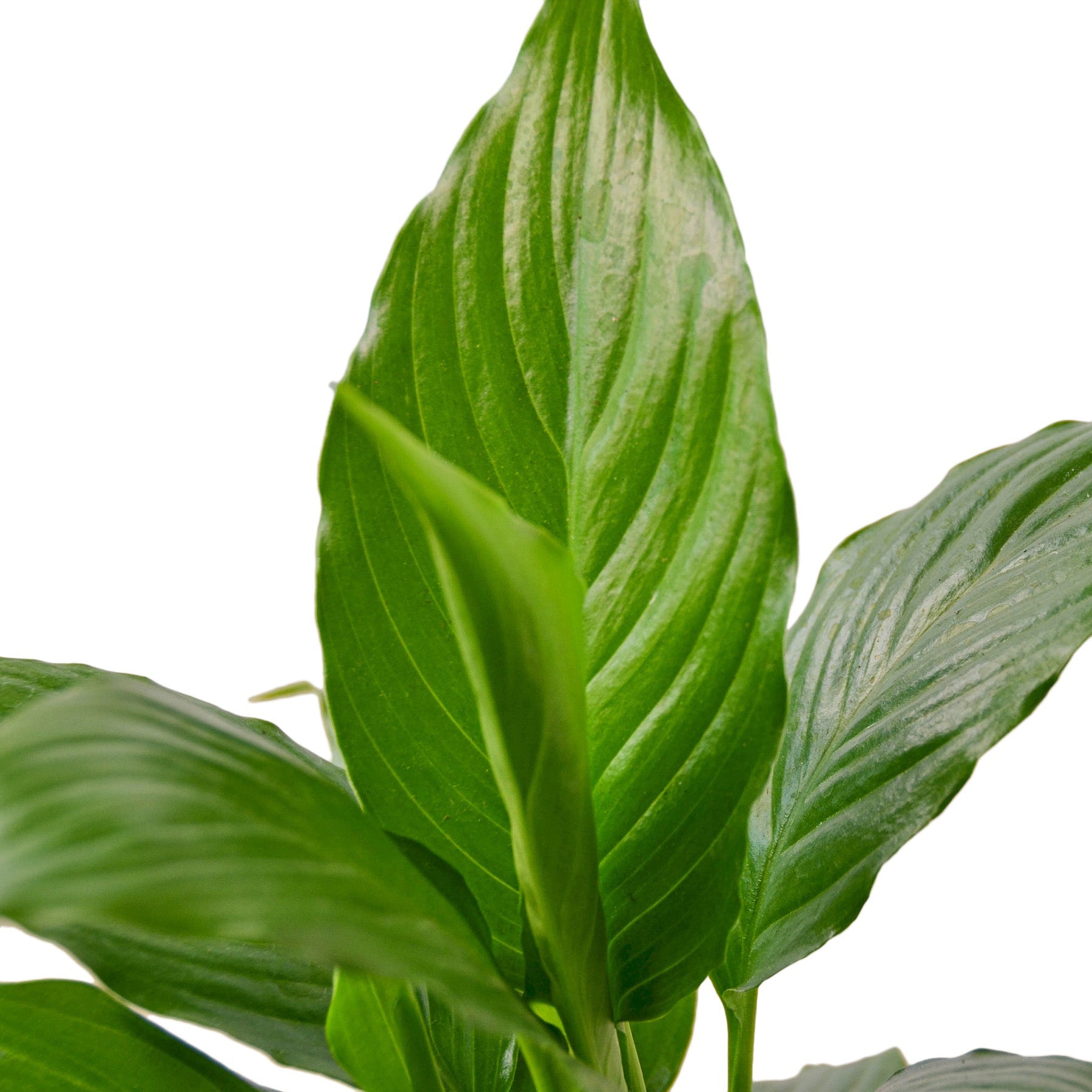 Spathiphyllum 'Green'