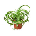 Spider Plant 'Bonnie'