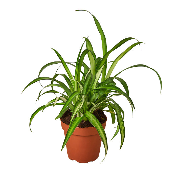 Spider Plant 'Hawaiian'