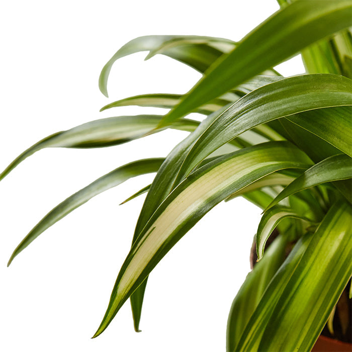 Spider Plant 'Hawaiian'
