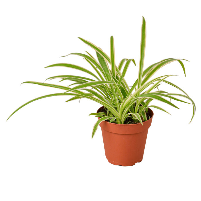 Spider Plant 'Reverse'