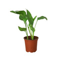 Strelitzia 'Bird of Paradise'