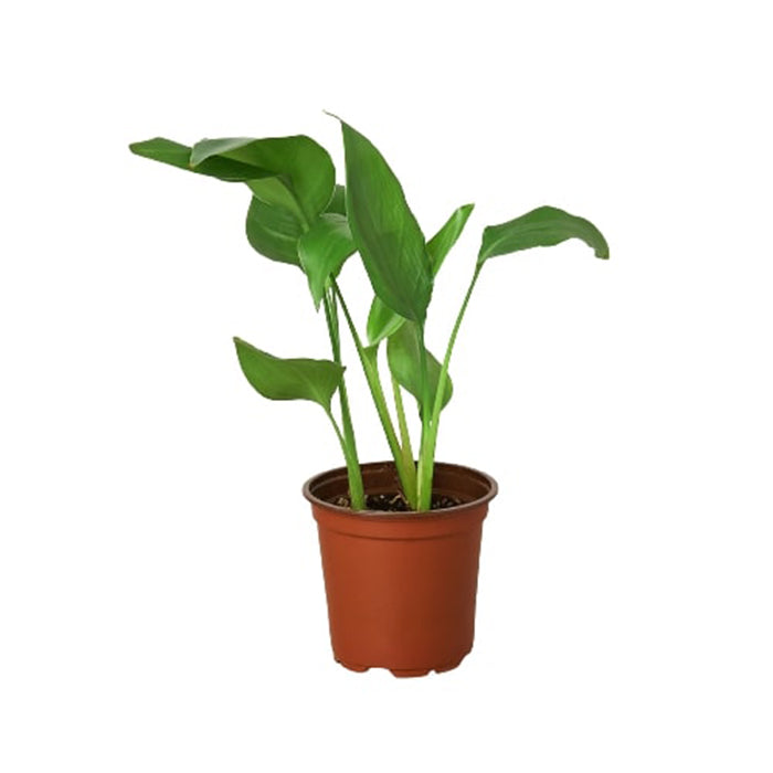 Strelitzia 'Bird of Paradise'