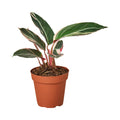 Stromanthe 'Triostar'