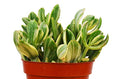 Crassula Ovata ‘variegated Jade’