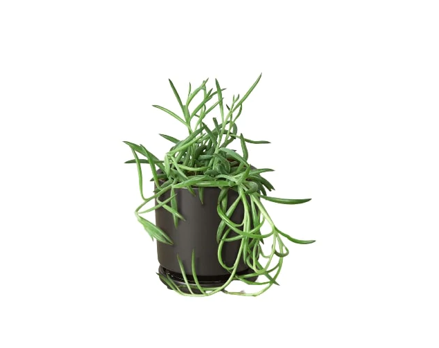 Succulent 'Fish Hooks' & Pot