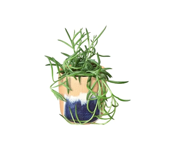 Succulent 'Fish Hooks' & Pot