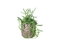 Succulent 'Fish Hooks' & Pot