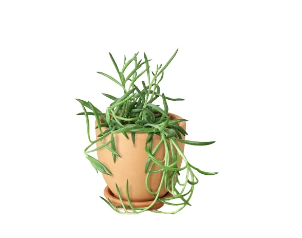 Succulent 'Fish Hooks' & Pot