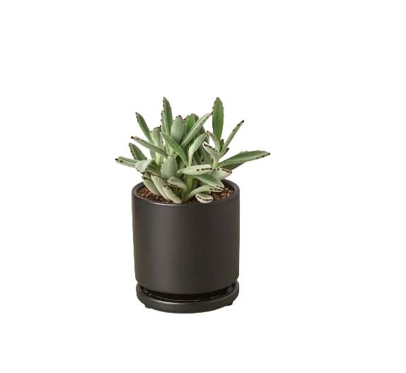 Succulent 'Panda Plant' & Pot