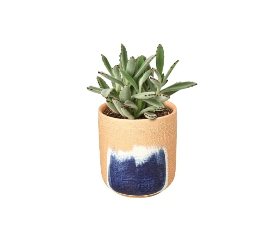 Succulent 'Panda Plant' & Pot