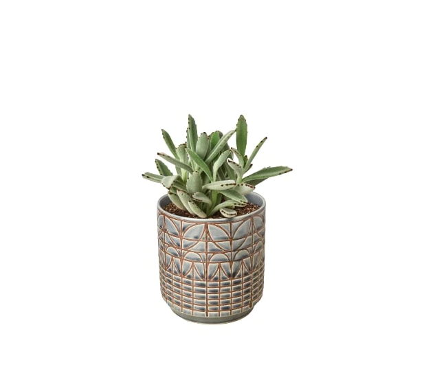 Succulent 'Panda Plant' & Pot