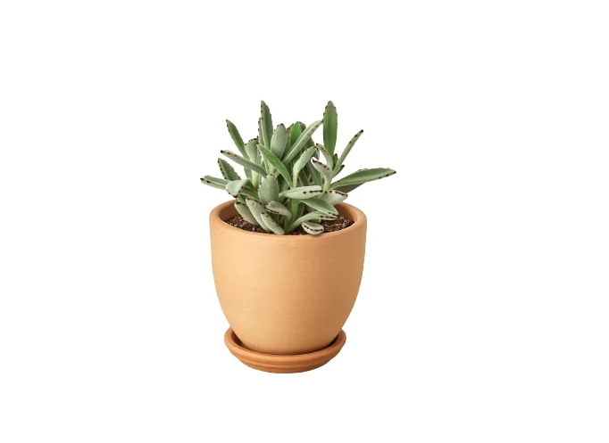 Succulent 'Panda Plant' & Pot