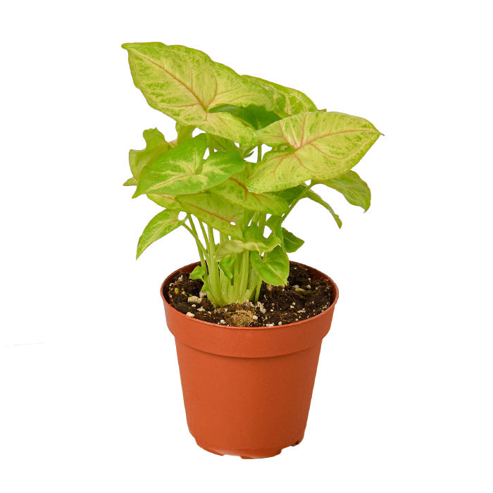 Syngonium 'Gold'