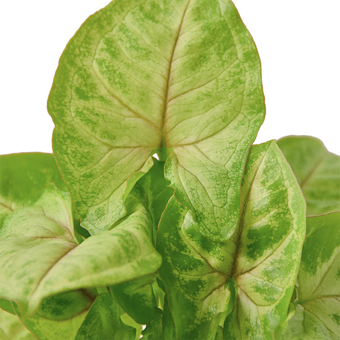 Syngonium 'Gold'