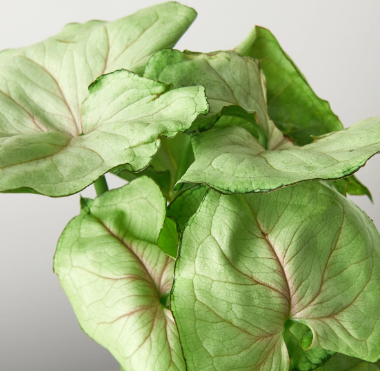Syngonium 'Roxanna'