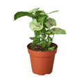 Syngonium 'Roxanna'